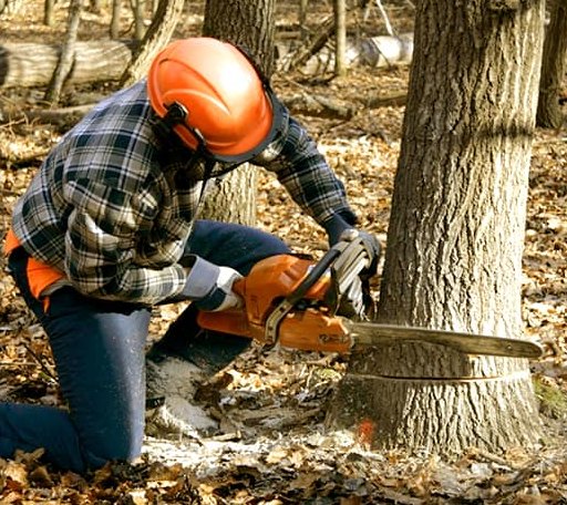 Tree Removal in Midway, KY